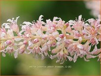 Astilbe 'Peach Blossom'