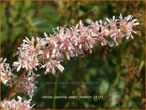 Astilbe 'Peach Blossom'