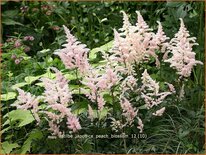 Astilbe 'Peach Blossom'