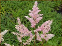 Astilbe 'Peach Blossom'