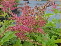 Astilbe 'Younique Cerise'
