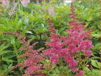 Astilbe 'Younique Cerise'