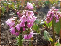 Bergenia 'Oeschberg'