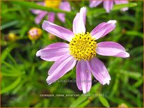 Coreopsis rosea &#39;American Dream&#39;