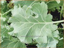 Crambe maritima &#39;Lilywhite&#39;