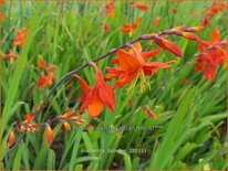 Crocosmia 'Babylon'