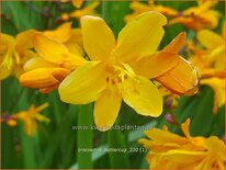 Crocosmia 'Buttercup'
