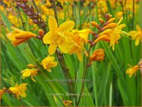 Crocosmia 'Buttercup'