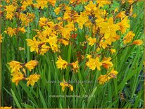 Crocosmia 'Buttercup'