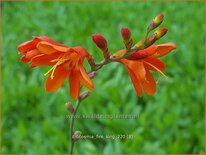 Crocosmia 'Fire King'