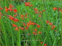 Crocosmia 'Fire King'