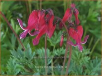 Dicentra 'Red Fountain'