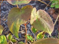 Epimedium grandiflorum &#39;Rose Queen&#39;