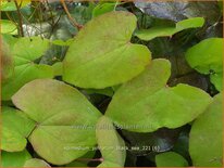 Epimedium pinnatum &#39;Black Sea&#39;