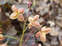 Epimedium pinnatum &#39;Black Sea&#39;