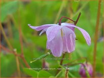Epimedium youngianum &#39;Roseum&#39;