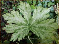 Geranium phaeum &#39;Margaret Wilson&#39;