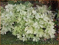 Geranium phaeum &#39;Margaret Wilson&#39;