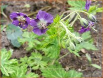 Geranium phaeum &#39;Margaret Wilson&#39;