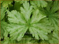 Geranium phaeum &#39;Margaret Wilson&#39;