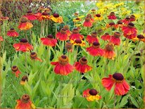 Helenium 'Luc'