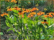 Helenium 'Luc'