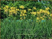 Hemerocallis lilioasphodelus