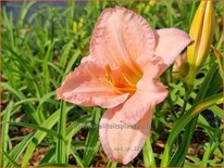 Hemerocallis 'On and On'