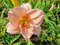 Hemerocallis 'On and On'