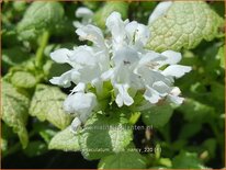 Lamium maculatum &#39;White Nancy&#39;