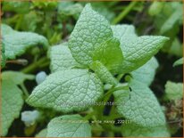 Lamium maculatum &#39;White Nancy&#39;
