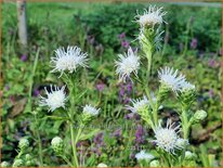 Liatris scariosa 'Alba'