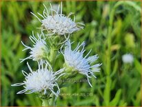 Liatris scariosa 'Alba'
