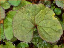 Ligularia dentata 'Moorblut'
