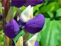 Lupinus 'The Governor'