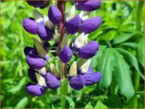 Lupinus 'The Governor'