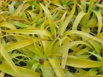 Luzula sylvatica 'Aurea'