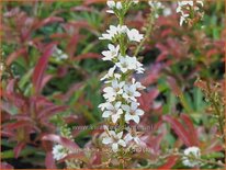 Lysimachia barystachys