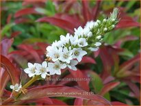 Lysimachia barystachys