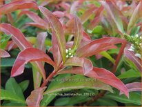 Lysimachia barystachys