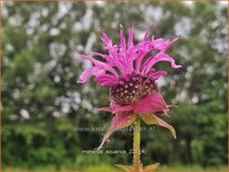 Monarda 'Aquarius'