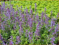 Nepeta 'Cat's Pajamas'