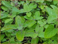 Nepeta 'Florina'