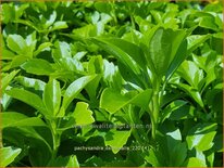Pachysandra terminalis