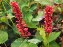 Persicaria amplexicaulis &#39;Anne&#39;s Choice&#39;