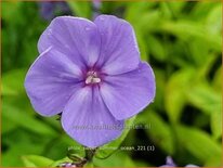 Phlox 'Sweet Summer Ocean'