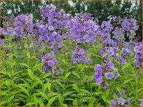 Phlox 'Sweet Summer Ocean'