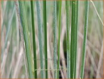 Poa labillardierei 'Glauca'