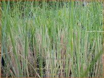 Poa labillardierei 'Glauca'