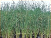 Poa labillardierei 'Glauca'